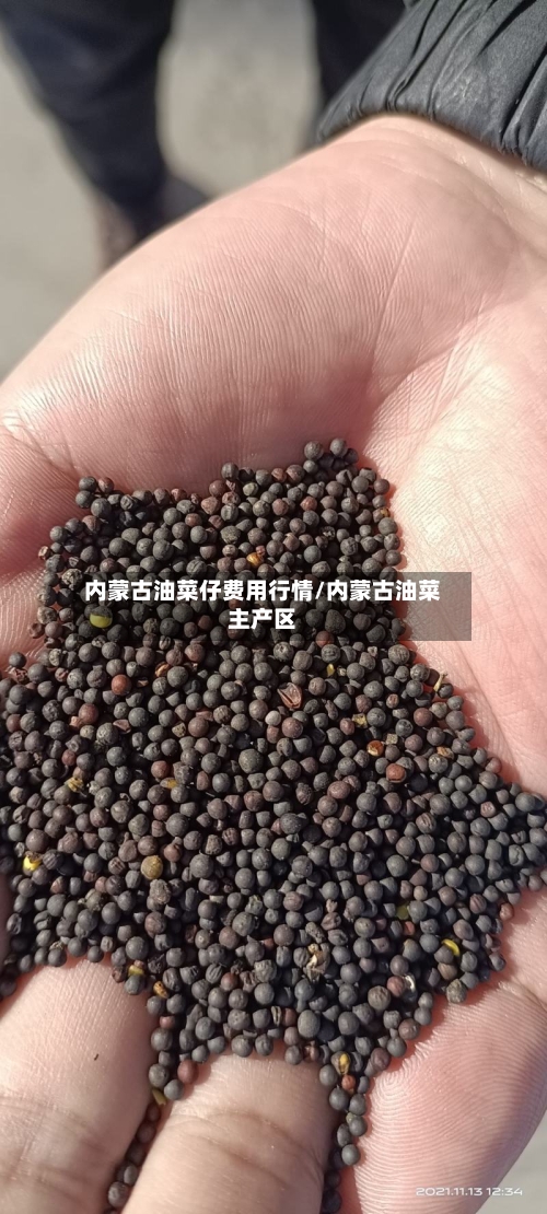 内蒙古油菜仔费用行情/内蒙古油菜主产区-第2张图片