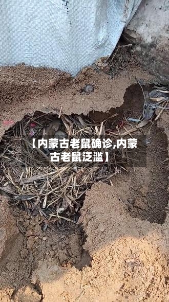 【内蒙古老鼠确诊,内蒙古老鼠泛滥】