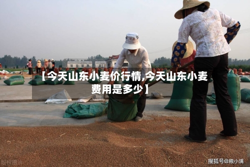 【今天山东小麦价行情,今天山东小麦费用是多少】