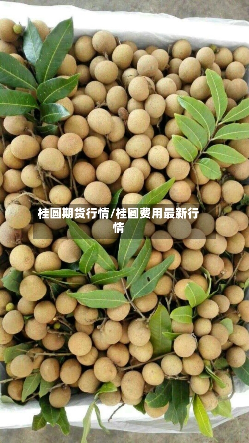 桂圆期货行情/桂圆费用最新行情