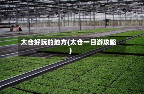 太仓好玩的地方(太仓一日游攻略)-第2张图片