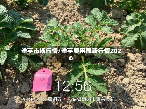 洋芋市场行情/洋芋费用最新行情2020
