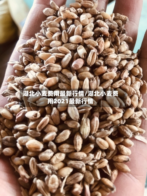 湖北小麦费用最新行情/湖北小麦费用2021最新行情-第2张图片