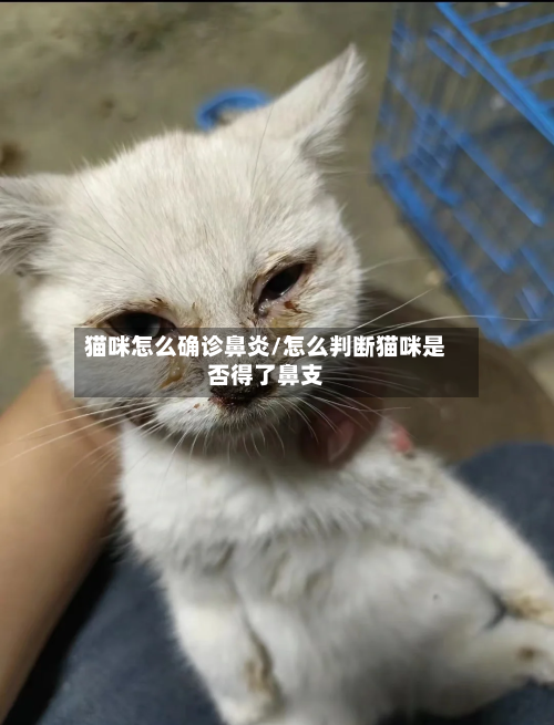 猫咪怎么确诊鼻炎/怎么判断猫咪是否得了鼻支-第2张图片