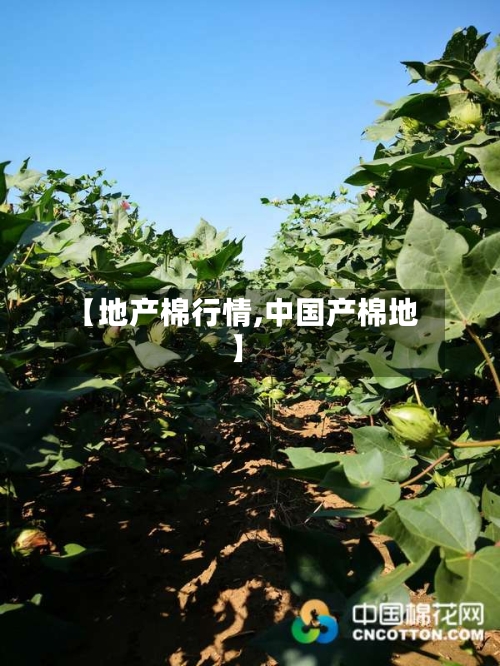 【地产棉行情,中国产棉地】